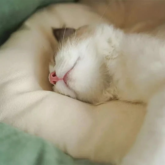 SUSHI BAR CAT TUNNEL WITH REMOVABLE CAT BED