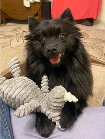 PLUSH SQUEAKY DOG TOYS