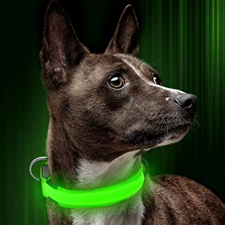LED SAFETY DOG COLLAR