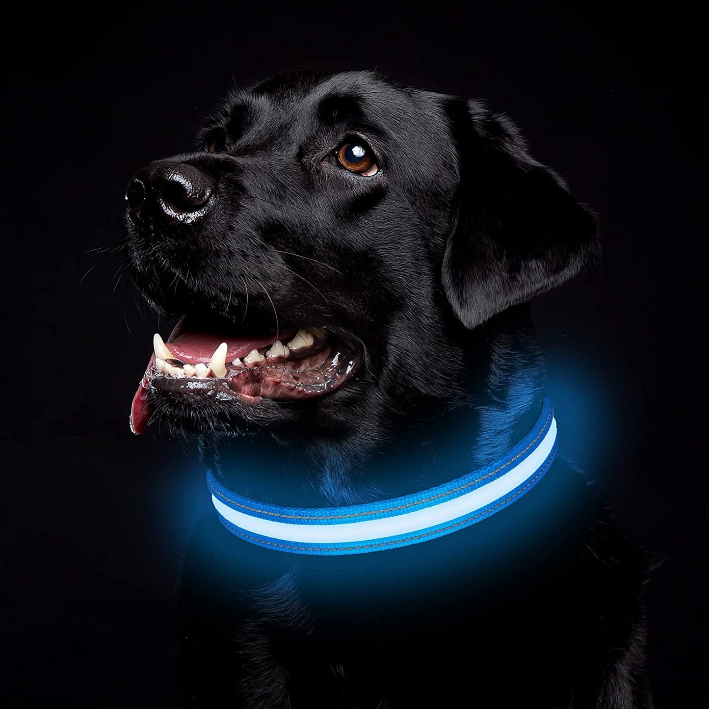 LED SAFETY DOG COLLAR