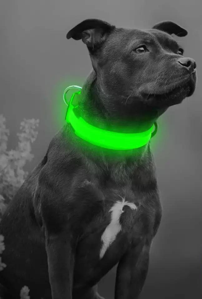 LED SAFETY DOG COLLAR