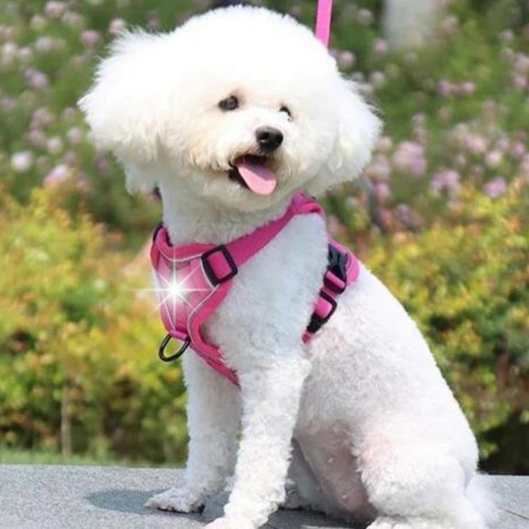 NO PULL HARNESS AND LEASH SET