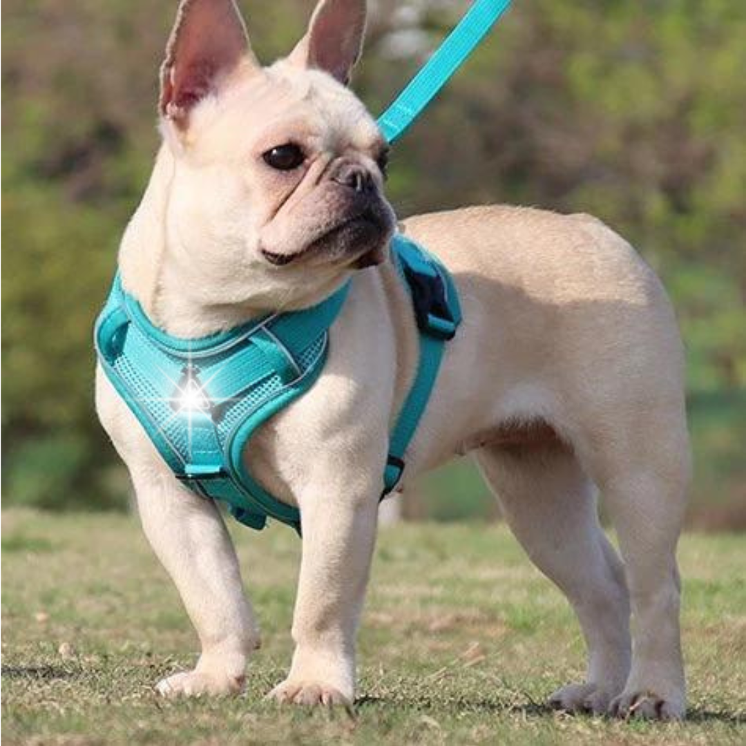 NO PULL HARNESS AND LEASH SET