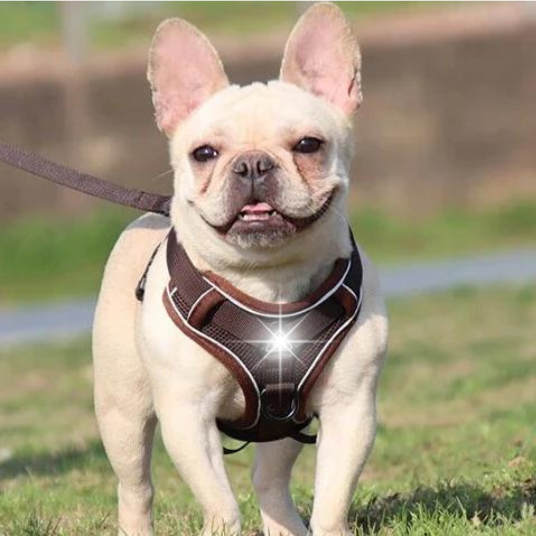 NO PULL HARNESS AND LEASH SET