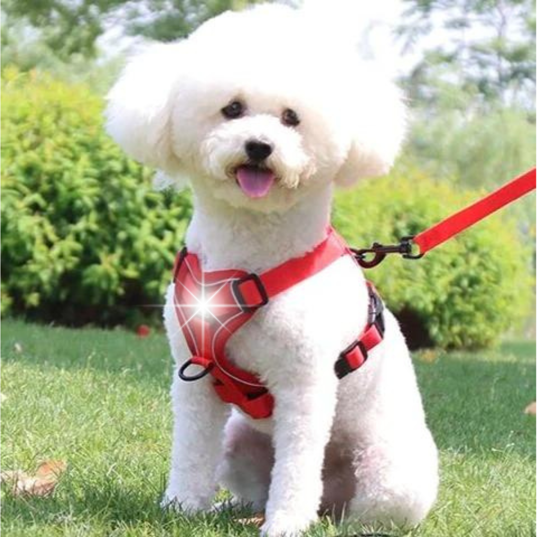 NO PULL HARNESS AND LEASH SET