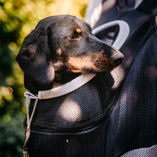 POSH PET DOGO BACKPACK