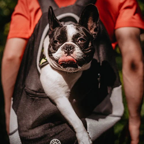 POSH PET DOGO BACKPACK