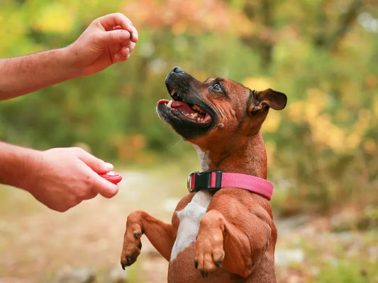 DOG CLICKER FOR POSITIVE REINFORCEMENT TRAINING
